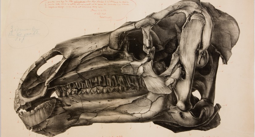 Drawing of one of the Iguanodons from Bernissart's skull