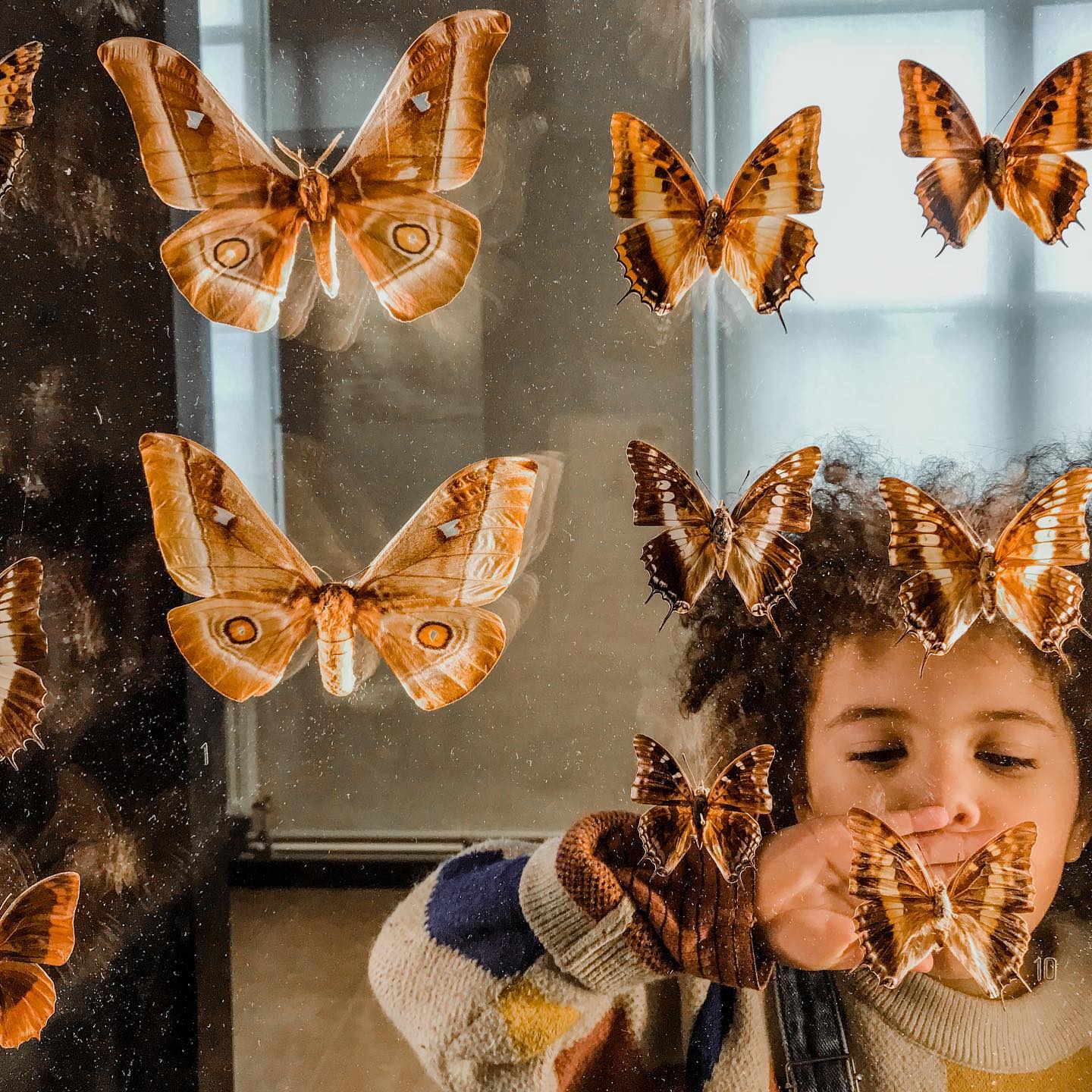 Picture of a child watching a collection of butterflies in the museum
